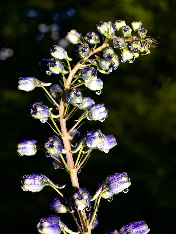 Delphinium Head (buds) Jan Moles